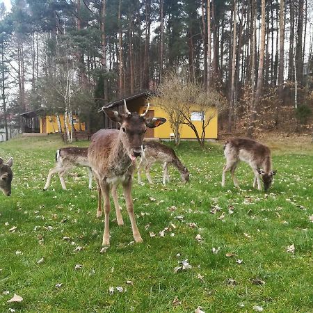 ホテル O.W.Bingo Bieszkowice エクステリア 写真