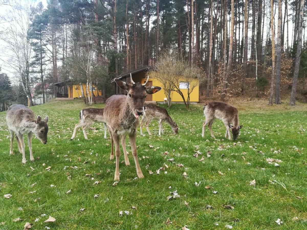 ホテル O.W.Bingo Bieszkowice エクステリア 写真