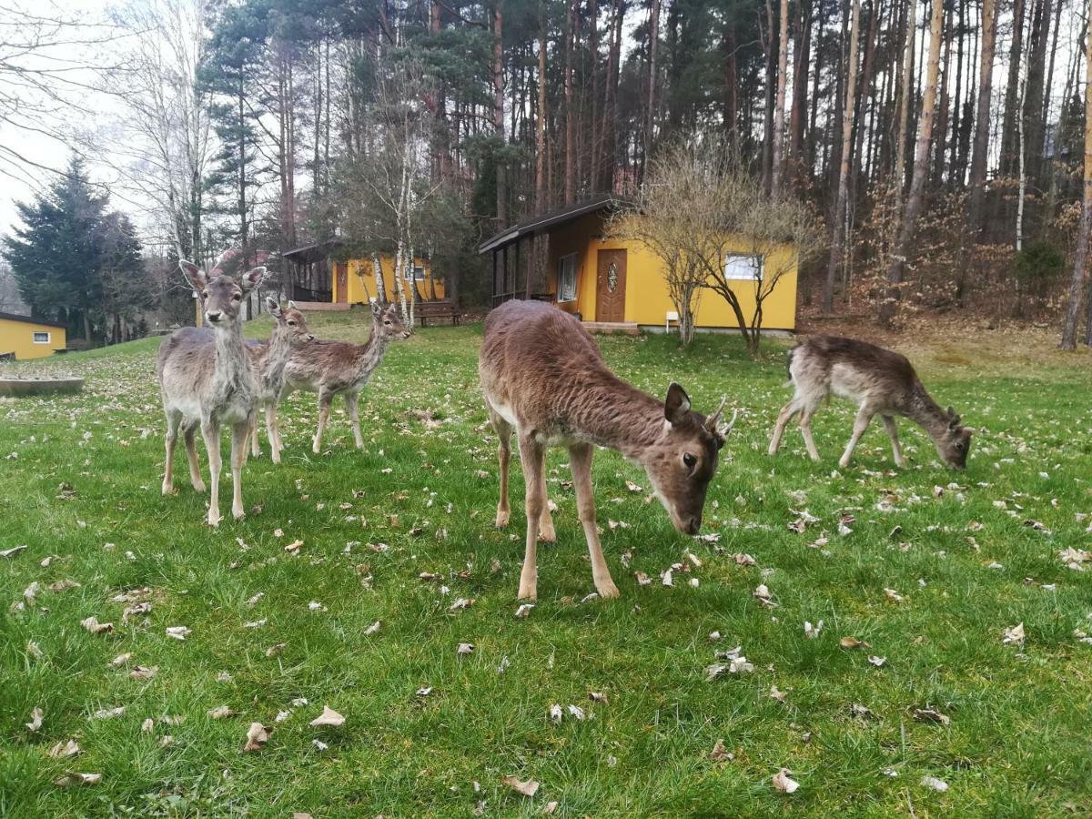 ホテル O.W.Bingo Bieszkowice エクステリア 写真